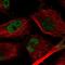 Transmembrane Protein 42 antibody, PA5-62641, Invitrogen Antibodies, Immunofluorescence image 