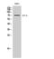 E74 Like ETS Transcription Factor 4 antibody, PA5-50955, Invitrogen Antibodies, Western Blot image 