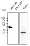 Caveolin 2 antibody, LS-B12413, Lifespan Biosciences, Western Blot image 