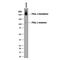 P-selectin glycoprotein ligand 1 antibody, MAB9961, R&D Systems, Western Blot image 