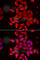 Tropomodulin 4 antibody, A6772, ABclonal Technology, Immunofluorescence image 