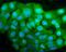DnaJ Heat Shock Protein Family (Hsp40) Member A1 antibody, PA1597, Boster Biological Technology, Immunofluorescence image 