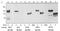 Fibroblast Growth Factor Receptor 1 antibody, 30102, QED Bioscience, Western Blot image 