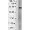 Transient Receptor Potential Cation Channel Subfamily V Member 3 antibody, MA5-27597, Invitrogen Antibodies, Western Blot image 