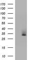 Stomatin Like 3 antibody, TA590398, Origene, Western Blot image 