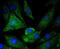 Caspase 5 antibody, NBP2-67757, Novus Biologicals, Immunofluorescence image 