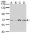 Interleukin 1 Receptor Associated Kinase 2 antibody, GTX102518, GeneTex, Western Blot image 