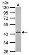 Septin-5 antibody, GTX118561, GeneTex, Western Blot image 