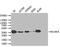 Kelch Domain Containing 8A antibody, CSB-PA816911LA01HU, Cusabio, Western Blot image 