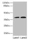 Kelch Domain Containing 8A antibody, CSB-PA816911LA01HU, Cusabio, Western Blot image 