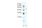 BTB Domain Containing 3 antibody, PA5-40965, Invitrogen Antibodies, Western Blot image 