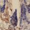 Von Willebrand Factor A Domain Containing 2 antibody, FNab09465, FineTest, Immunohistochemistry frozen image 