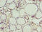Nucleolar Protein 4 Like antibody, CSB-PA856989LA01HU, Cusabio, Immunohistochemistry paraffin image 