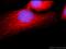 Patatin Like Phospholipase Domain Containing 2 antibody, 55190-1-AP, Proteintech Group, Immunofluorescence image 