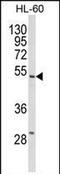 SBP1 antibody, PA5-72590, Invitrogen Antibodies, Western Blot image 