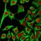 Keratin 14 antibody, GTX34629, GeneTex, Immunofluorescence image 