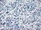 Prolactin antibody, NBP2-02142, Novus Biologicals, Immunohistochemistry paraffin image 