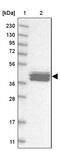 Calsequestrin 2 antibody, PA5-55568, Invitrogen Antibodies, Western Blot image 