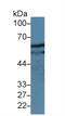 Paxillin antibody, MBS2027054, MyBioSource, Western Blot image 