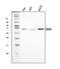 Exosome complex exonuclease RRP43 antibody, A09191-1, Boster Biological Technology, Western Blot image 