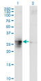 Family With Sequence Similarity 3 Member B antibody, LS-C134080, Lifespan Biosciences, Western Blot image 