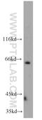 Nei Like DNA Glycosylase 3 antibody, 11621-1-AP, Proteintech Group, Western Blot image 