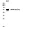 MDM4 Regulator Of P53 antibody, A01889-1, Boster Biological Technology, Western Blot image 