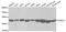 Proteasome 26S Subunit, ATPase 4 antibody, STJ25183, St John