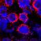 Alpha-2-Macroglobulin antibody, AF1938, R&D Systems, Immunofluorescence image 