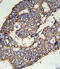 Solute Carrier Family 47 Member 1 antibody, abx032493, Abbexa, Immunohistochemistry frozen image 