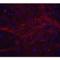 TNF Superfamily Member 12 antibody, LS-C19592, Lifespan Biosciences, Immunofluorescence image 