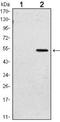 Polycomb protein SUZ12 antibody, NBP1-51687, Novus Biologicals, Western Blot image 