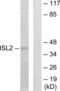 Insulin gene enhancer protein ISL-2 antibody, LS-C119202, Lifespan Biosciences, Western Blot image 