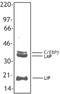 CCAAT Enhancer Binding Protein Beta antibody, LS-C41102, Lifespan Biosciences, Western Blot image 