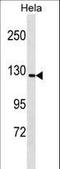 GTF2I Repeat Domain Containing 1 antibody, LS-C159800, Lifespan Biosciences, Western Blot image 