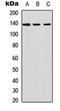 Inositol Polyphosphate Phosphatase Like 1 antibody, orb256630, Biorbyt, Western Blot image 