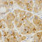 Luteinizing Hormone Beta Polypeptide antibody, LS-C332322, Lifespan Biosciences, Immunohistochemistry frozen image 