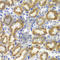 TNF Superfamily Member 11 antibody, A2550, ABclonal Technology, Immunohistochemistry paraffin image 