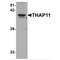 THAP Domain Containing 11 antibody, MBS153479, MyBioSource, Western Blot image 