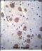 Regulator Of G Protein Signaling 7 antibody, PA5-48324, Invitrogen Antibodies, Immunohistochemistry paraffin image 