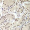 RBP-JK antibody, LS-C334209, Lifespan Biosciences, Immunohistochemistry frozen image 