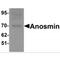 KAL antibody, MBS150502, MyBioSource, Western Blot image 