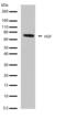 Hepatocyte Growth Factor antibody, 701283, Invitrogen Antibodies, Western Blot image 