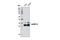 Heterogeneous Nuclear Ribonucleoprotein A1 antibody, 8443S, Cell Signaling Technology, Western Blot image 