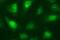 Necdin, MAGE Family Member antibody, MA5-26294, Invitrogen Antibodies, Immunocytochemistry image 