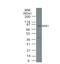 Nuclear Receptor Subfamily 4 Group A Member 1 antibody, NB100-56745, Novus Biologicals, Western Blot image 