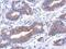 Annexin A8 antibody, PA5-31479, Invitrogen Antibodies, Immunohistochemistry paraffin image 