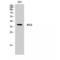 NFKB Inhibitor Beta antibody, LS-C384206, Lifespan Biosciences, Western Blot image 