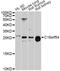 Transmembrane protein C16orf54 homolog antibody, abx125584, Abbexa, Western Blot image 