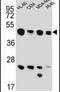 Bridging Integrator 2 antibody, PA5-25681, Invitrogen Antibodies, Western Blot image 